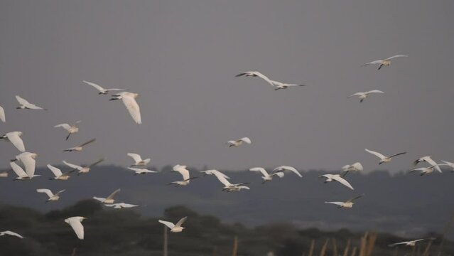 Cattle egret flying at sunset, Israel, slow motion, 2023
Cattle egret wildlife from Israel, 2023 
