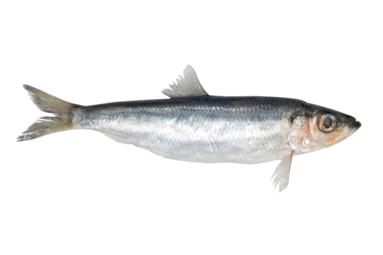 Baltic herring fish isolated on transparent background. Fresh fish object for design. Salaka fish.