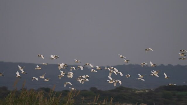 Cattle egret flying over north Israel fields, slow motion
Cattle egret wildlife from Israel, 2023 
