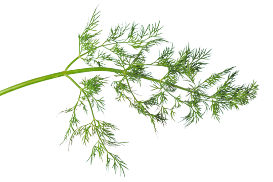 a sprig of dill
