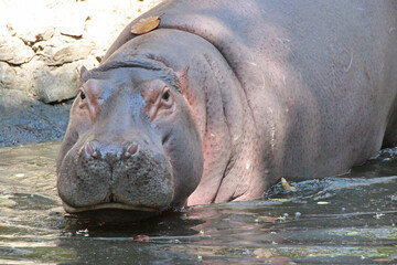 hippopotamus in a zoo in chiang mai (thailand)