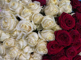 many roses white and red flowers as background