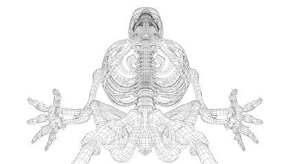 Human skeleton. 3d illustration