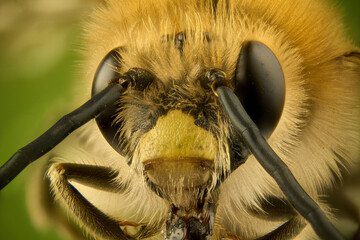 longhorn bee close-up