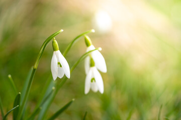 Beautiful snowdrops in spring at sunshine