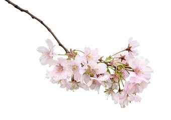 Sakura flowers, cherry blossom branch, isolated on white
