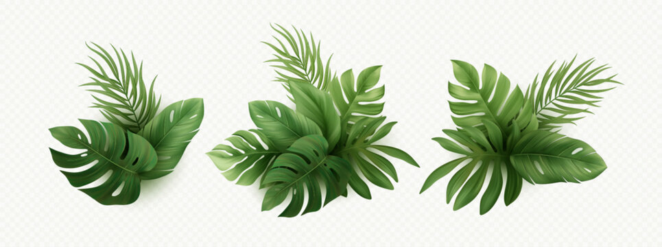 Fototapeta Set of Realistic Palm Tropical Leaves Isolated on White Background. Tropical monster leaf, palm, banana, exotic plants. Elements for Summer Tropic Design. Vector Illustration