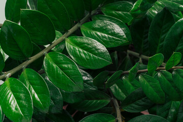 Background of branches with zamiokulkas leaves.