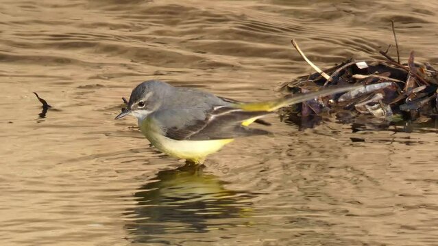 Lavandera Cascadena or gray wagtail, Motacilla cinerea, looking for food in the current of a river.