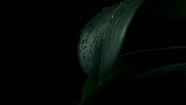 Rain water drop falling into green leaf on dark background.