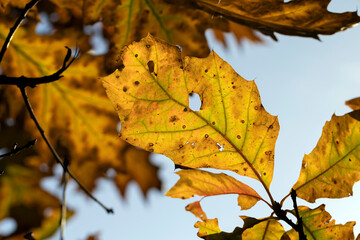 Orange oak foliage close up