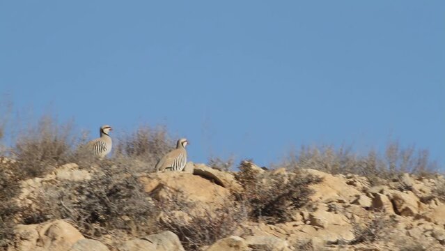 Chukar couple running on hill in Israel
Chukar wildlife from Israel, 2023
