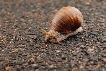 spring, summer in nature. Large and brown snails. Wine snail in the forest, in the ditch, in the garden