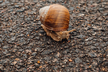 spring, summer in nature. Large and brown snails. Wine snail in the forest, in the ditch, in the garden