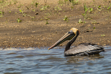 Brown Pelican on the River Tarcoles in Costa Rica 
