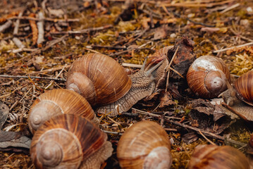 spring, summer in nature. Large and brown snails. Wine snail in the forest, in the ditch, in the garden