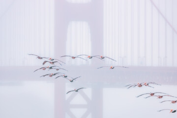 Pelicans fly over the Golden Gate Bridge in San Francisco, California