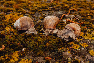 spring, summer in nature. Large and brown snails. Wine snail in the forest, in the ditch, in the garden