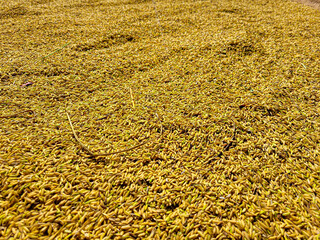 rice grains are being dried