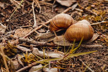 spring, summer in nature. Large and brown snails. Wine snail in the forest, in the ditch, in the garden