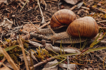 spring, summer in nature. Large and brown snails. Wine snail in the forest, in the ditch, in the garden