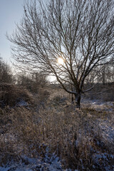 Bare deciduous trees in the forest in winter