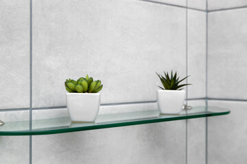 Green color cactus with white polka dots on a glass shelf against a gray tile background