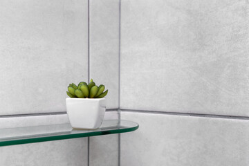 Green color cactus on a glass shelf against a grey tile background	