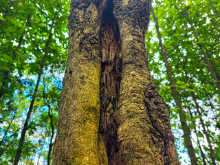 Obraz premium portrait of a split teak tree trunk