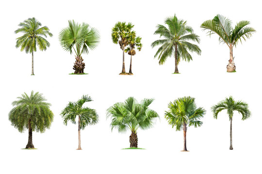 Coconut and palm trees Isolated tree on white background , The collection of palm trees. Large palm trees are growing in summer, making the trunk big. for design advertising and architecture