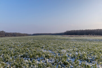 Green grass covered with snow and ice in winter