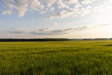 An agricultural field where ripening cereals grow