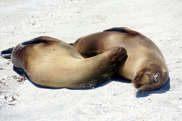 sea-lions of Galapagos
