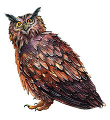 Drawing of a long-eared brown owl. Watercolor drawing on a white background.
