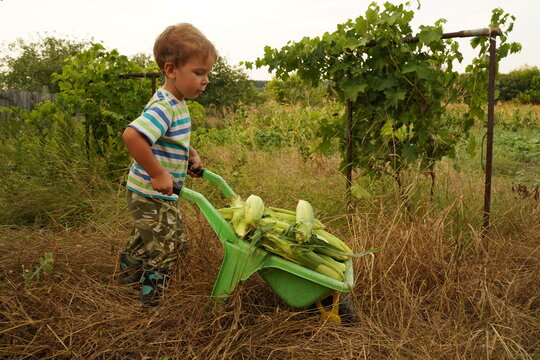 Child farmer carries a toy wheelbarrow full of corn.