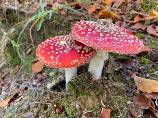 poison mushroom  red beautiful amanita muscaria