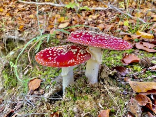 poison mushroom  red beautiful amanita muscaria