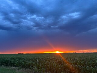 sunset in the field