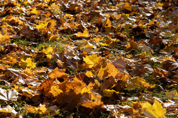 Fallen to the ground dry maple foliage in the autumn season