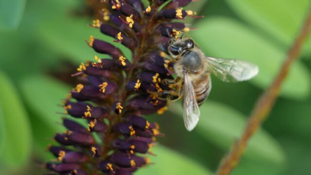 Close-up macro as bees collect pollen and drink nectar from beautiful lilac-yellow flowers. Honey bees fill with pollen. Flower lawn with wild flowers and wild workhorse bees.