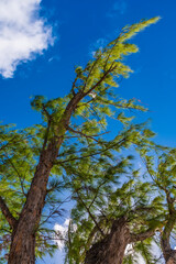 A view up to treetops on the shoreline on the island of Grand Turk on a bright sunny morning