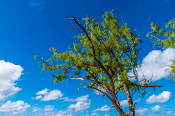 A view of  treetops on the shoreline on the island of Grand Turk on a bright sunny morning