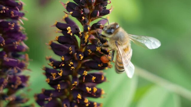 Close-up macro as bees collect pollen and drink nectar from beautiful lilac-yellow flowers. Honey bees fill with pollen. Flower lawn with wild flowers and wild workhorse bees.