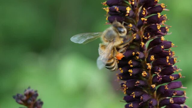 Close-up macro as bees collect pollen and drink nectar from beautiful lilac-yellow flowers. Honey bees fill with pollen. Flower lawn with wild flowers and wild workhorse bees.