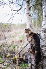 Cat sitting on a tree stump in the forest in spring. Finland