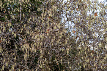 kwitnąca leszczyna powód uczulenia na pyłki