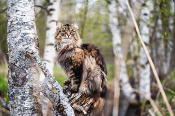 Cat sitting on a tree stump in the forest in spring. Finland 