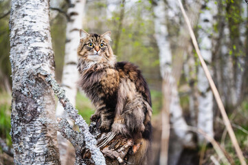 Cat sitting on a tree stump in the forest in spring. Finland 