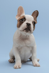 Fototapeta premium French bulldog puppy waiting for food. Studio shot of a lovely French Bulldog sitting on blue background. French Bulldog puppy 3 months old