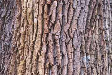 Fototapeta premium tło kora drzewa gruba i chropowata naturalna